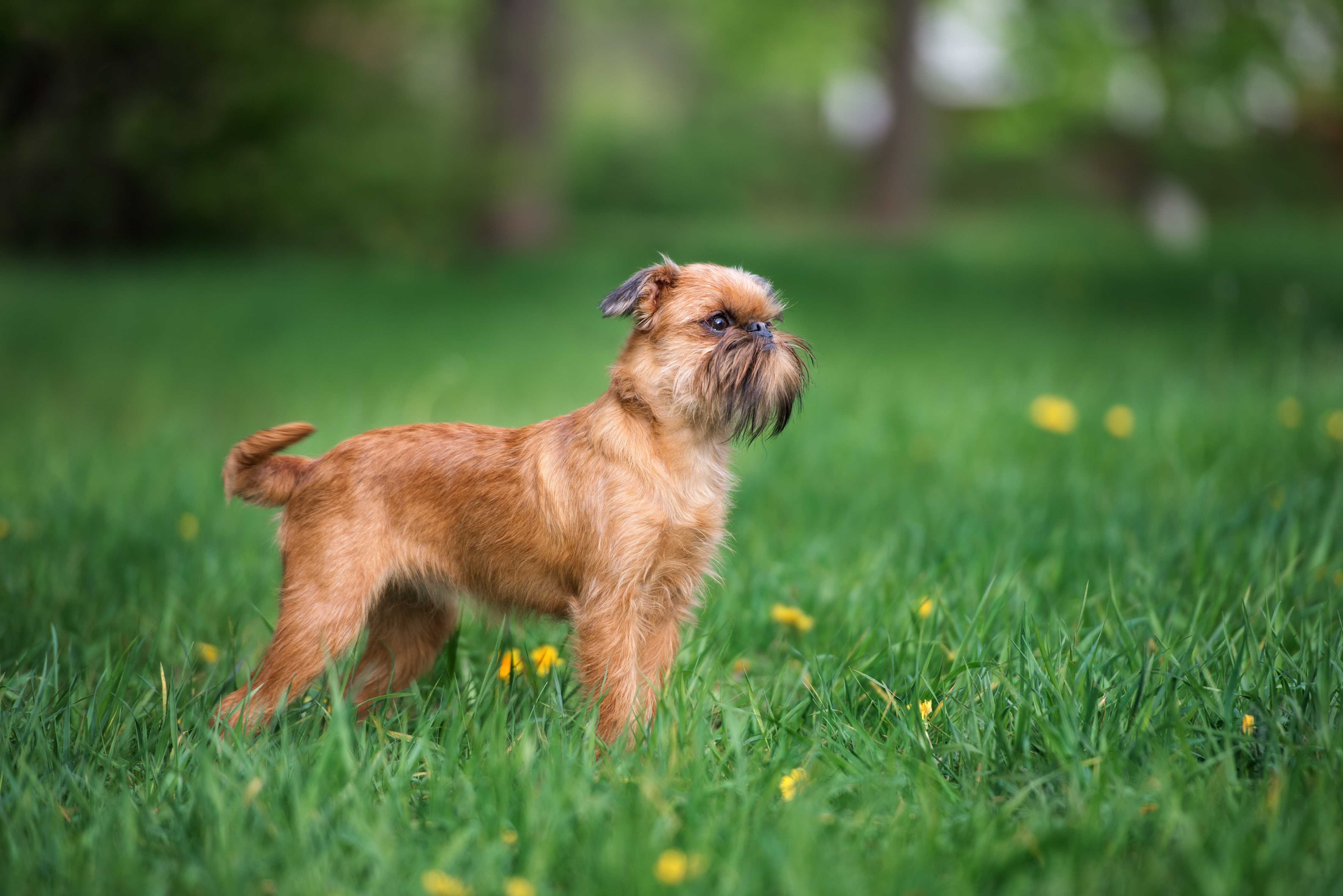 Griffon bruxellois Griffon bruxellois