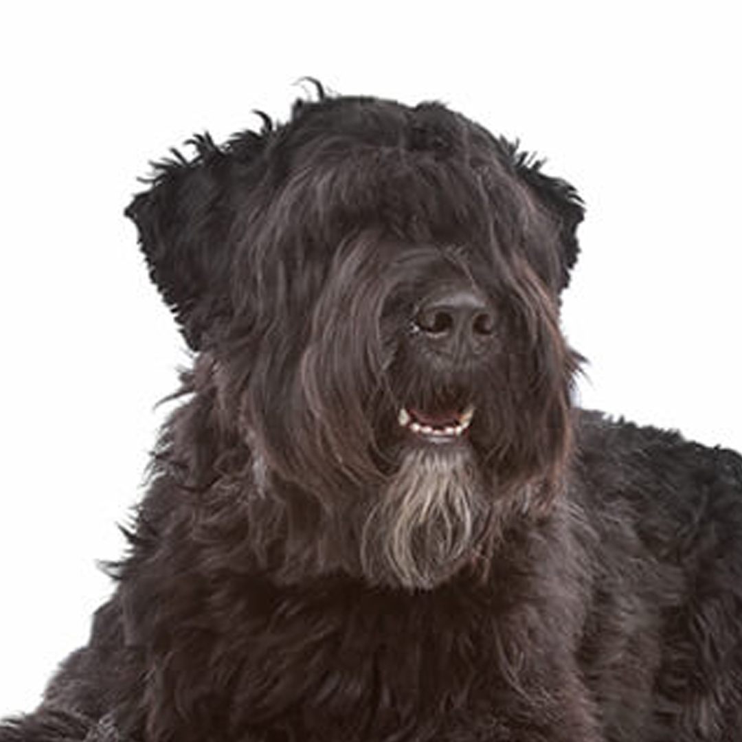 Bouvier des flandres Bouvier des flandres