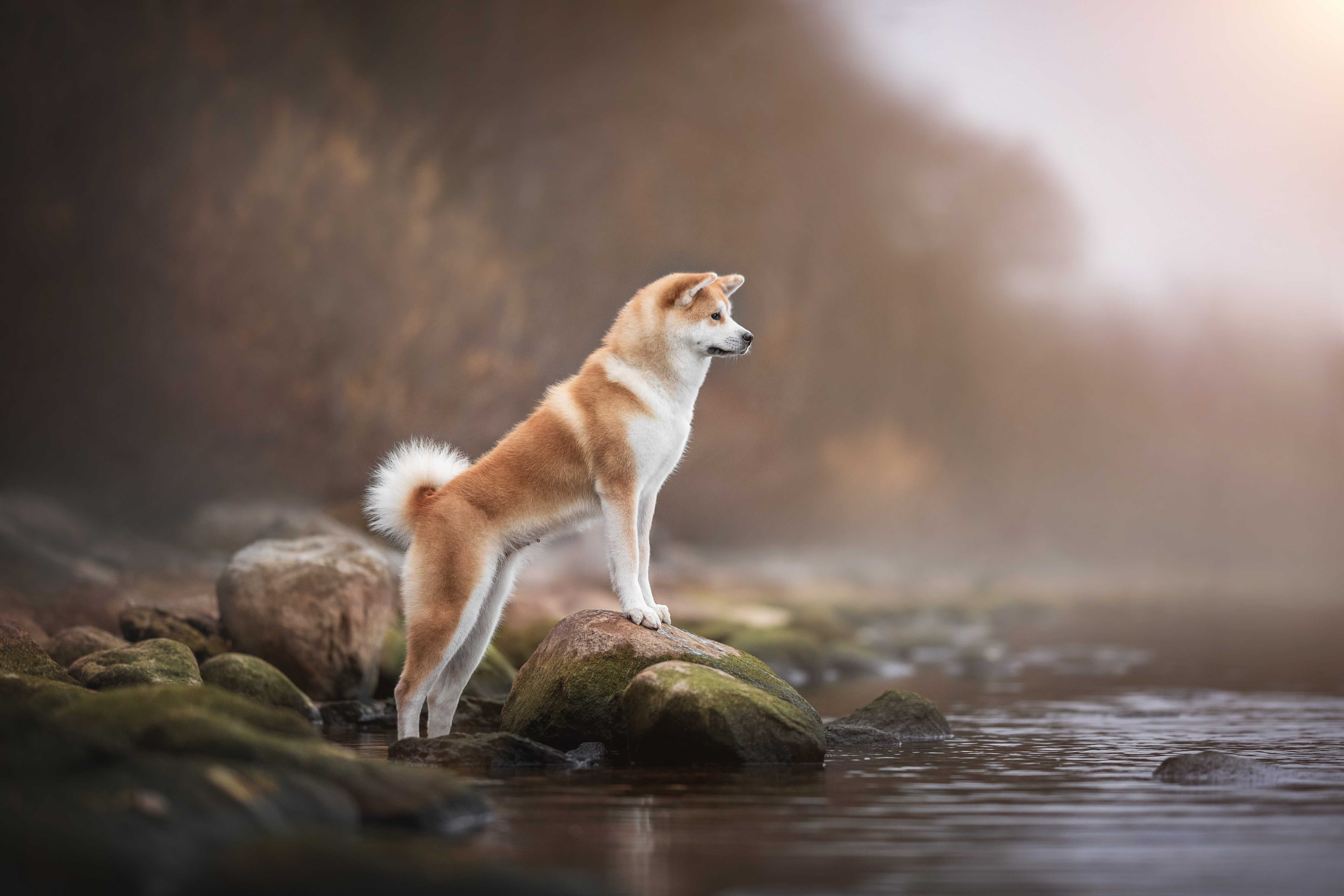 Akita Akita