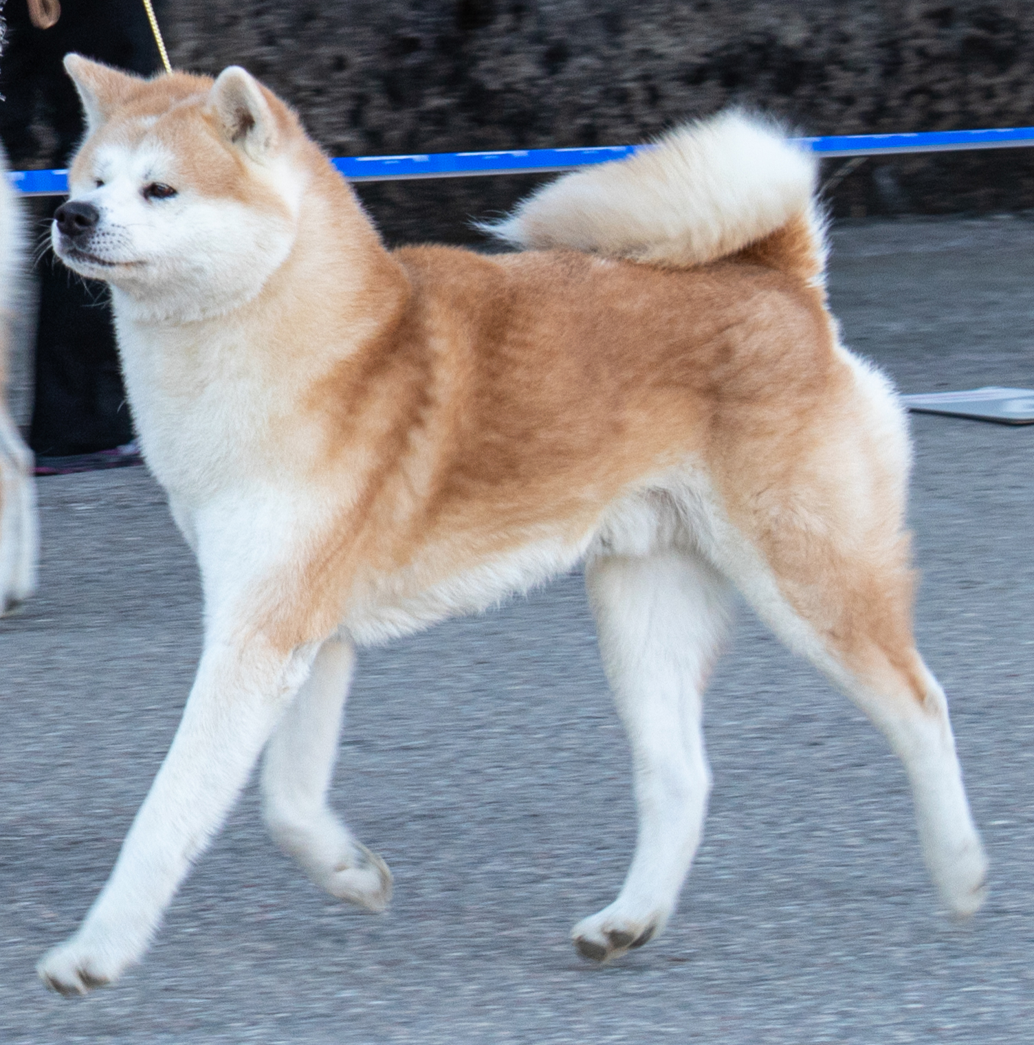Hokuun Go Tatsuya Kensha (Maru) Hokuun Go Tatsuya Kensha (Maru)