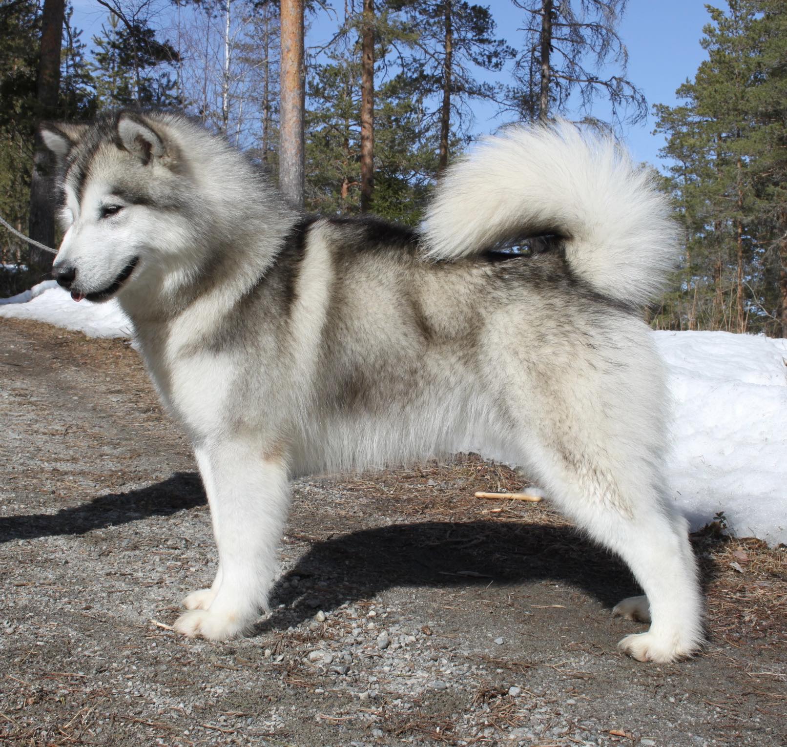 Nanuq Nanuq
