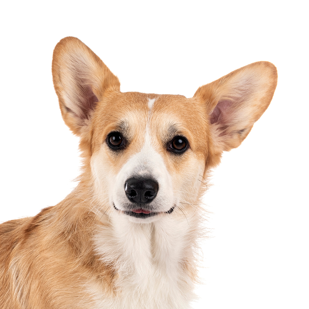 Welsh corgi pembroke Welsh corgi pembroke