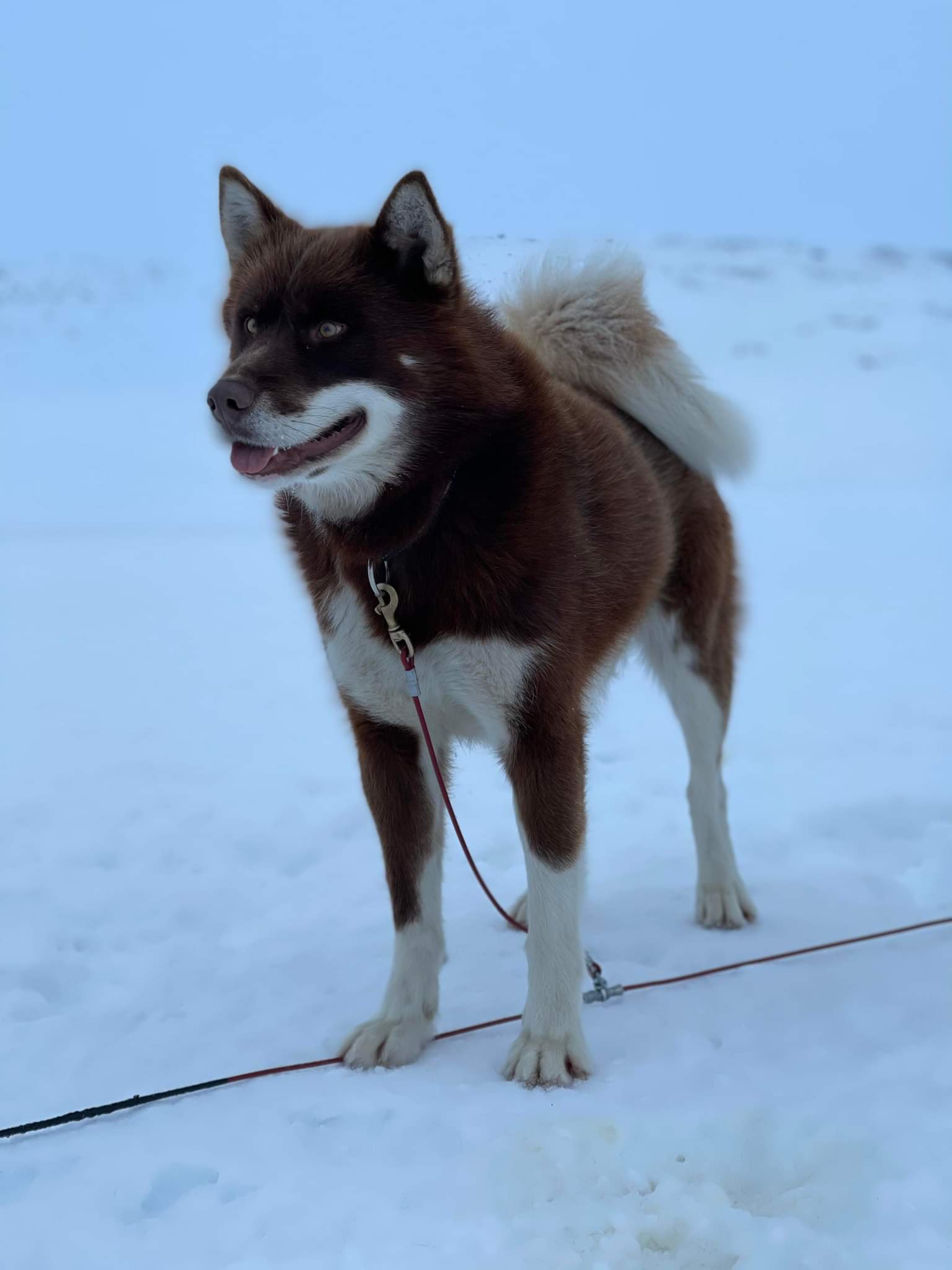 Bjønn Bjønn
