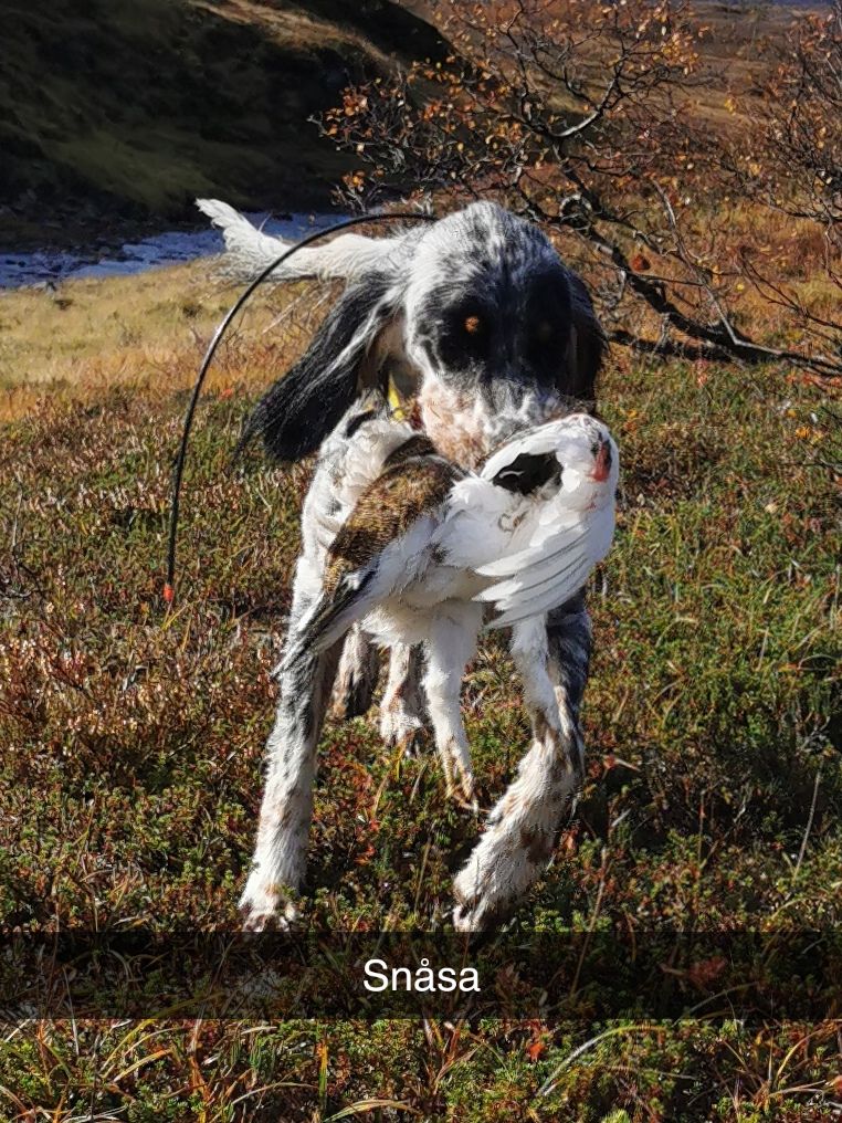 Drivsjøfjellets Fay Drivsjøfjellets Fay