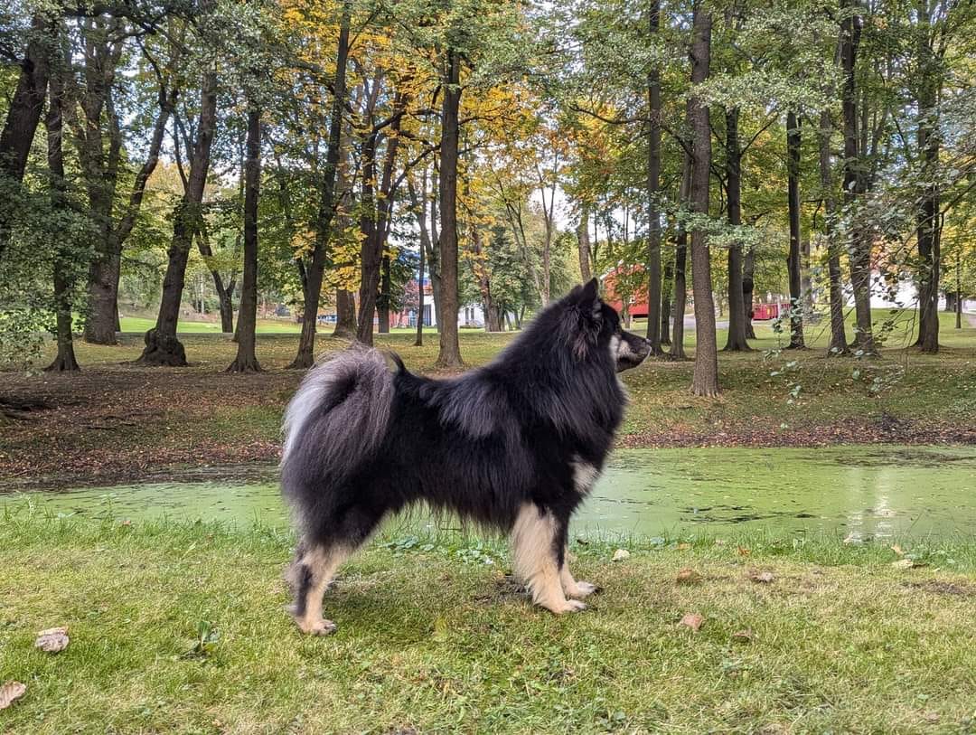 Maxi Maxi