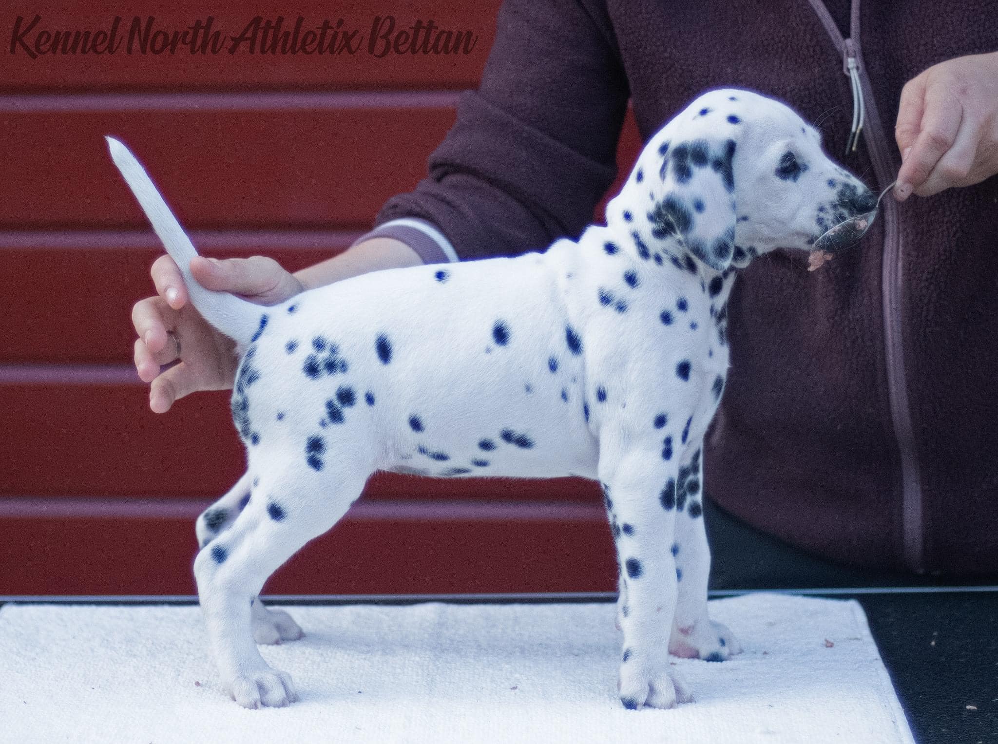 North AthletiX Bettan North AthletiX Bettan