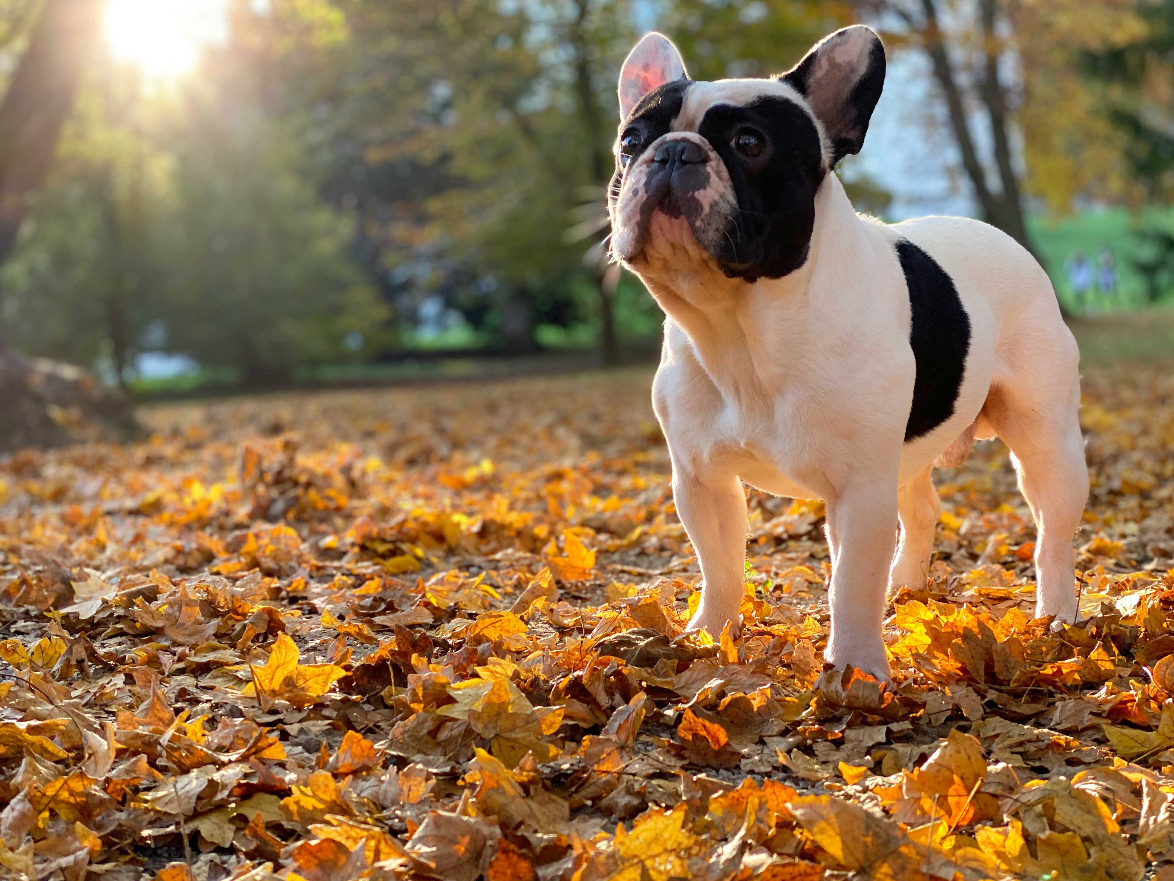 Fransk bulldog Fransk bulldog