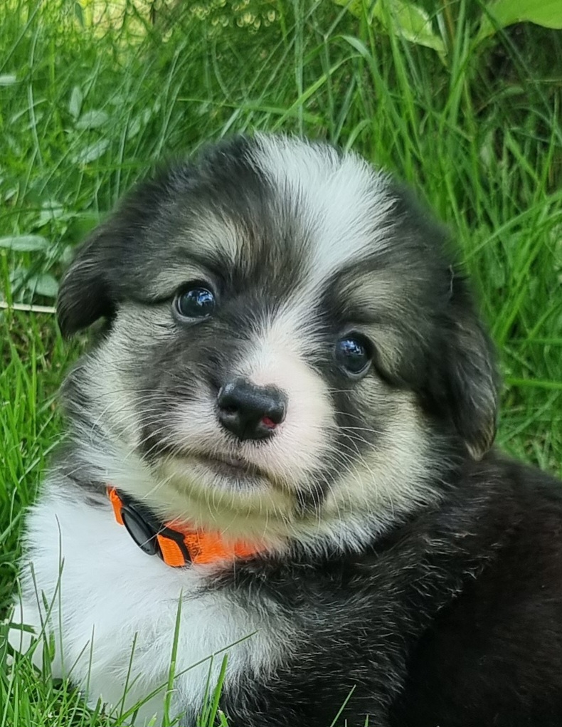 Legolas Legolas