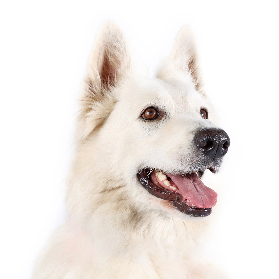 Hvit gjeterhund Hvit gjeterhund