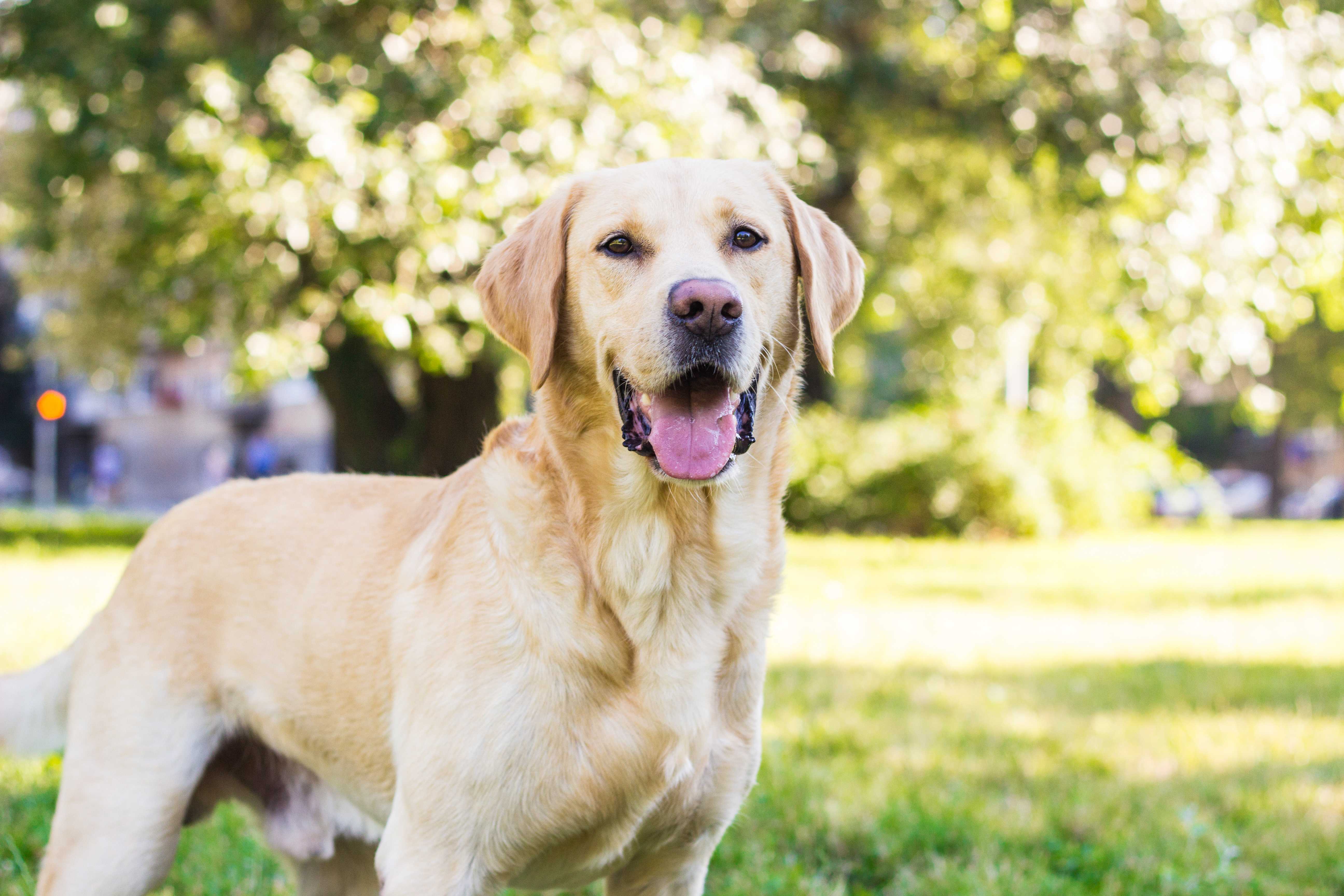 Labrador retriever Labrador retriever