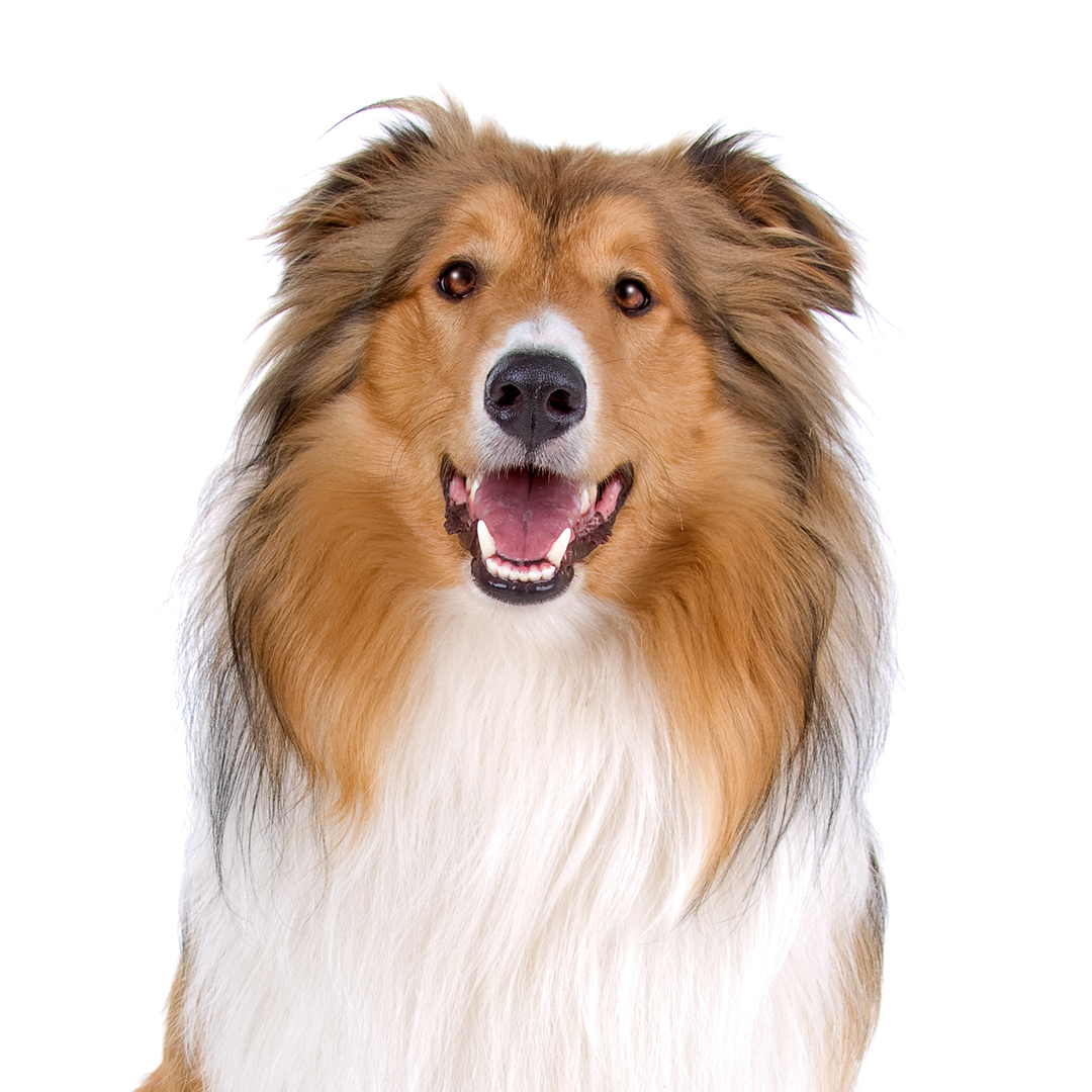 Collie langhåret Collie langhåret